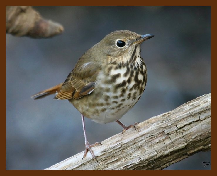 hermit thrush 1-13-09 4d732b.JPG