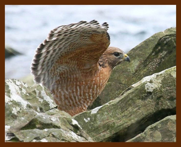 hawk-red-shouldered 1-16-09 4d903b.JPG