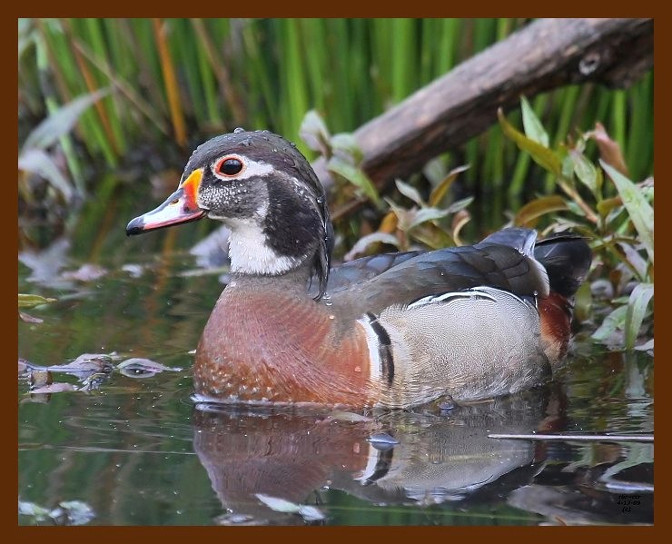 wood-duck 4-17-09 4d057b.JPG