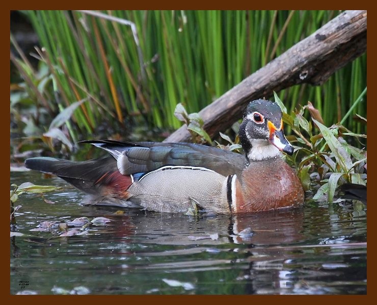 wood-duck 4-17-09 4d055b.JPG