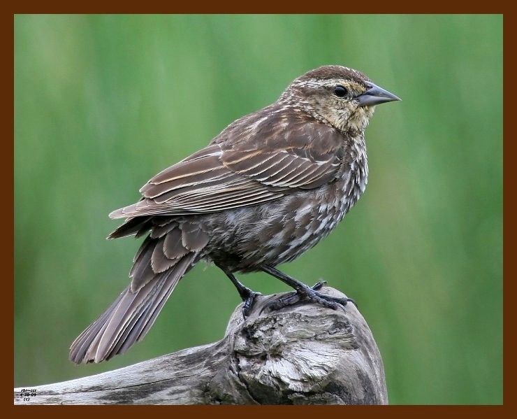 red-winged blackbird 4-30-09 4d114b.JPG