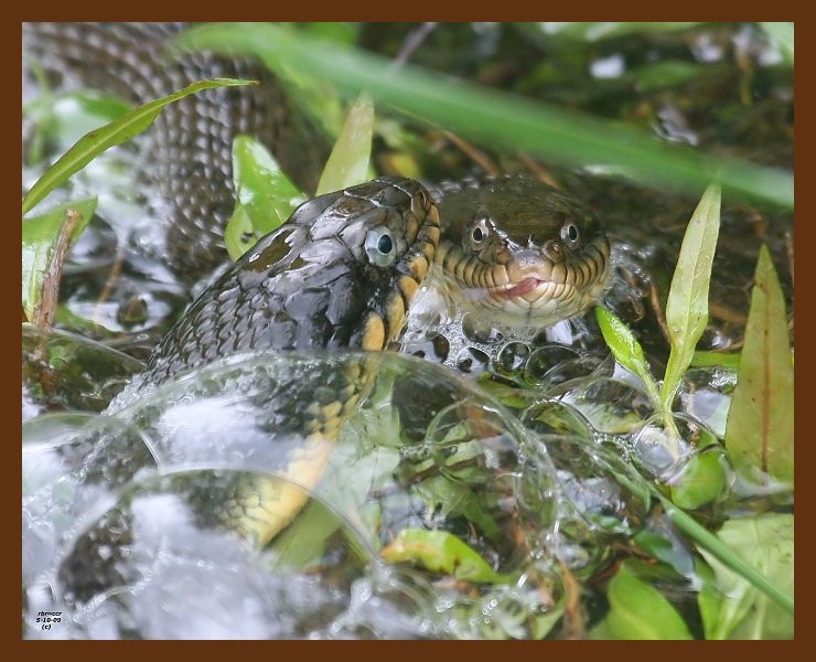 watersnakes-yellow-bellied 5-10-09 4d317b.JPG