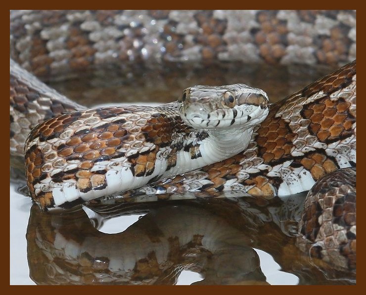 ratsnake-great-plains 5-1-09 4d535c1b.JPG