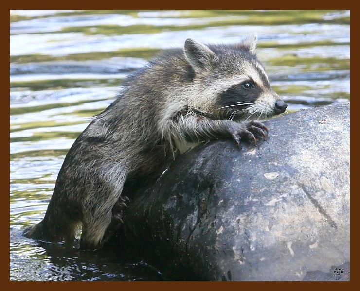 raccoon-young 8-26-09 4d935b.JPG