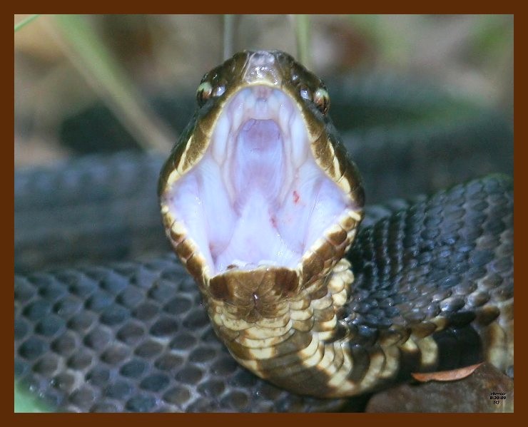cottonmouth 8-30-09 4d476b.JPG