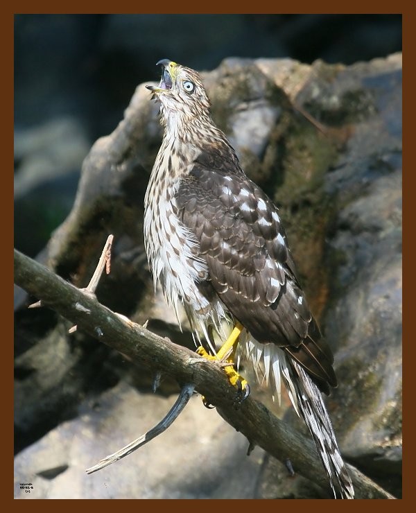 hawk-sharp-shinned 8-25-09 4d813b.JPG
