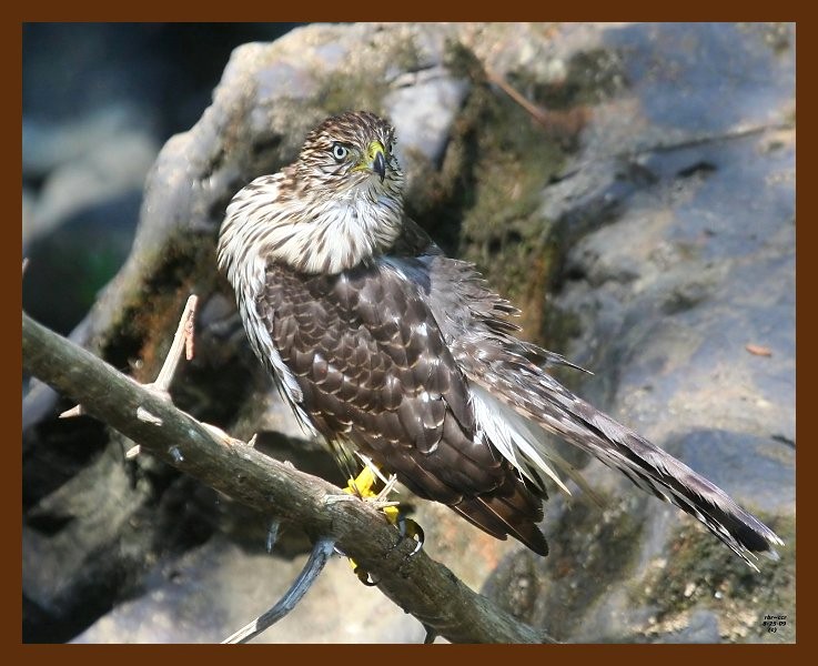 hawk-sharp-shinned 8-25-09 4d818b.JPG