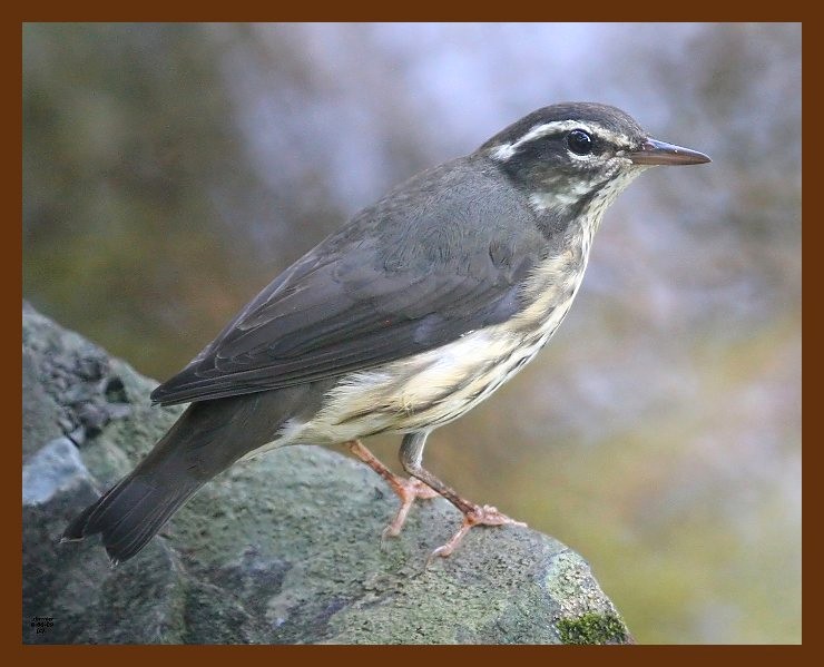 louisiana waterthrush 8-6-09 4d744b.JPG