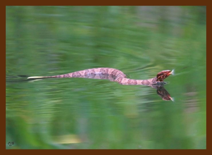 cottonmouth-young 9-12-09 4d020b.JPG