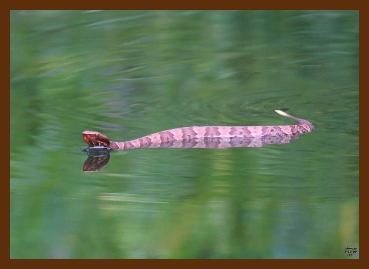 cottonmouth-young 9-12-09 4d019b.JPG