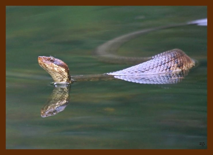 cottonmouth 9-12-09 4d012b.JPG