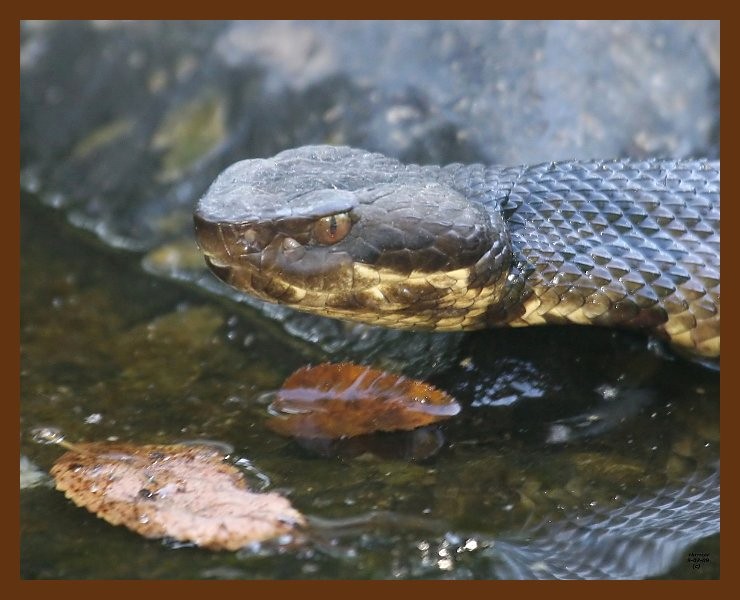 cottonmouth 9-07-09 4d804b.JPG