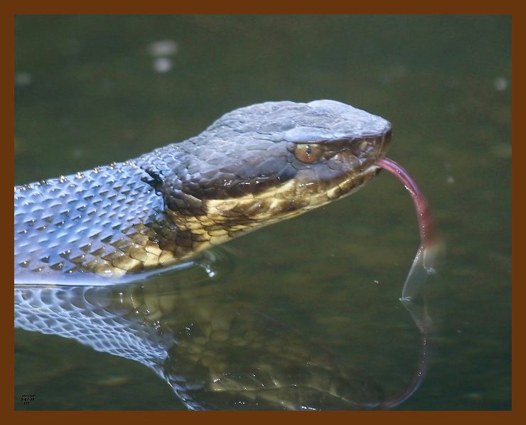 cottonmouth 9-07-09 4d807b.JPG