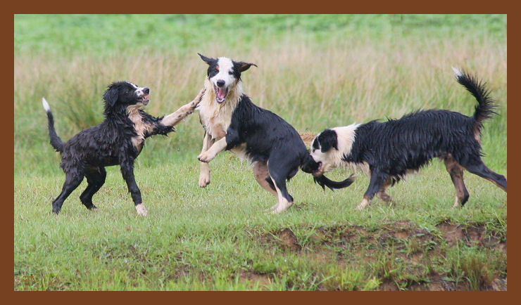 jake-mallie-monty-994-8-7-10c2b.JPG