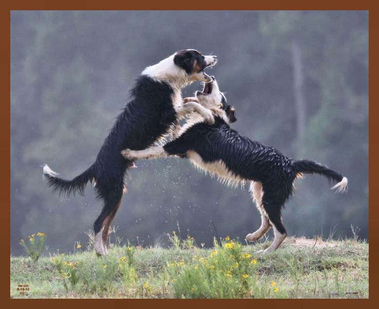 monty-mallie-607-8-13-10b.JPG