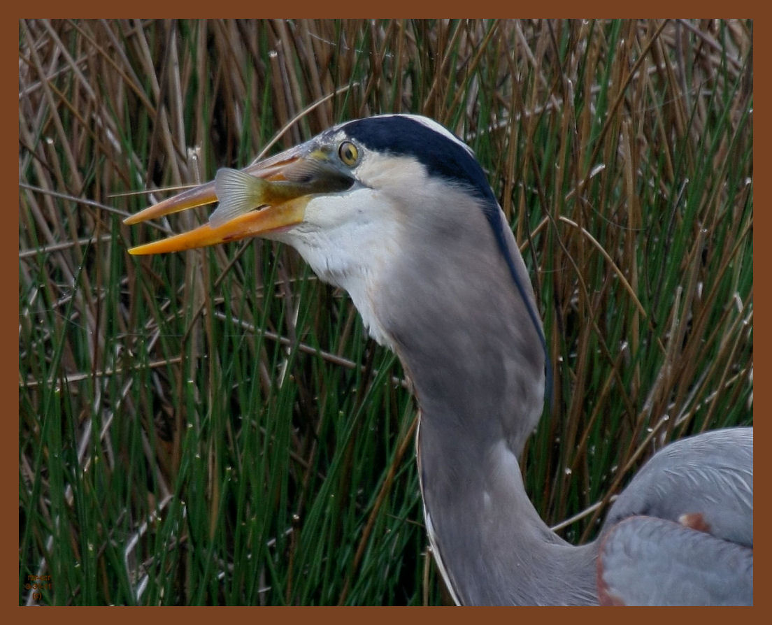 great blue heron-3-31-11-979b.JPG