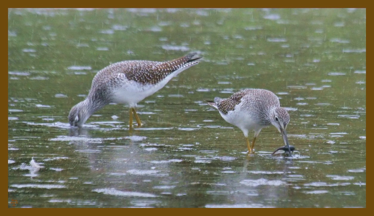 greater yellowlegs-9-15-12-205c2b.JPG