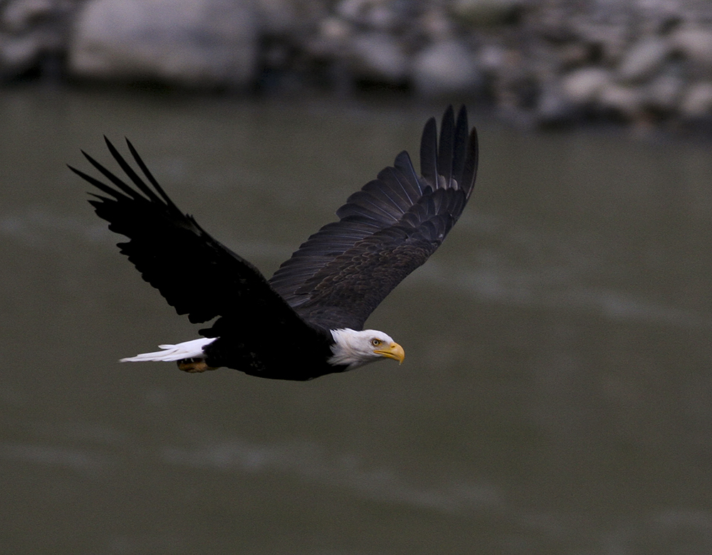 Bald Eagle Hunting at Dusk