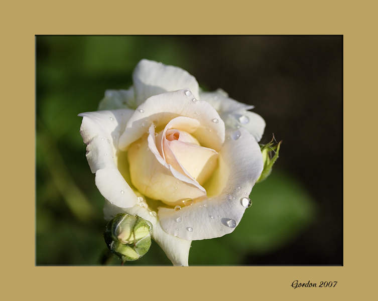 Rose_2