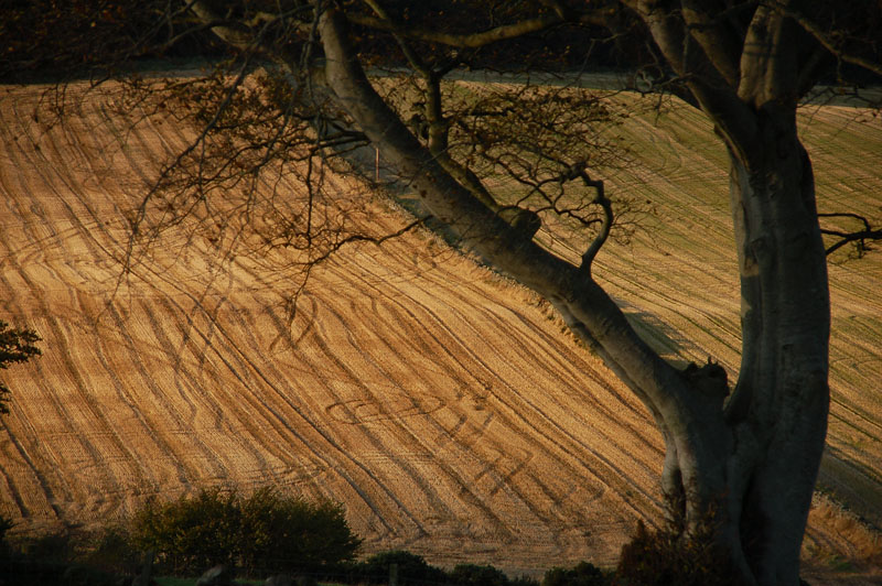 20th October 2008 <br> blustery day