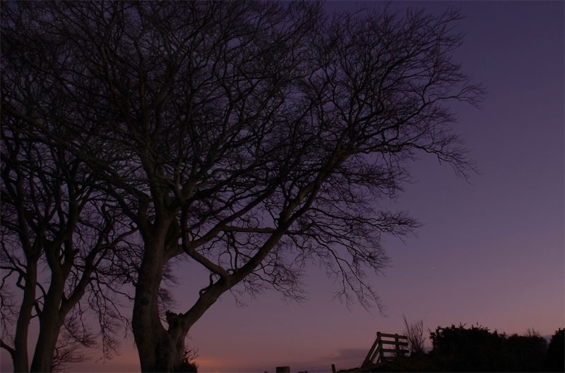 27th December 2008 <br> purple haze