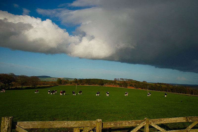 21st April 2009 <br> cows