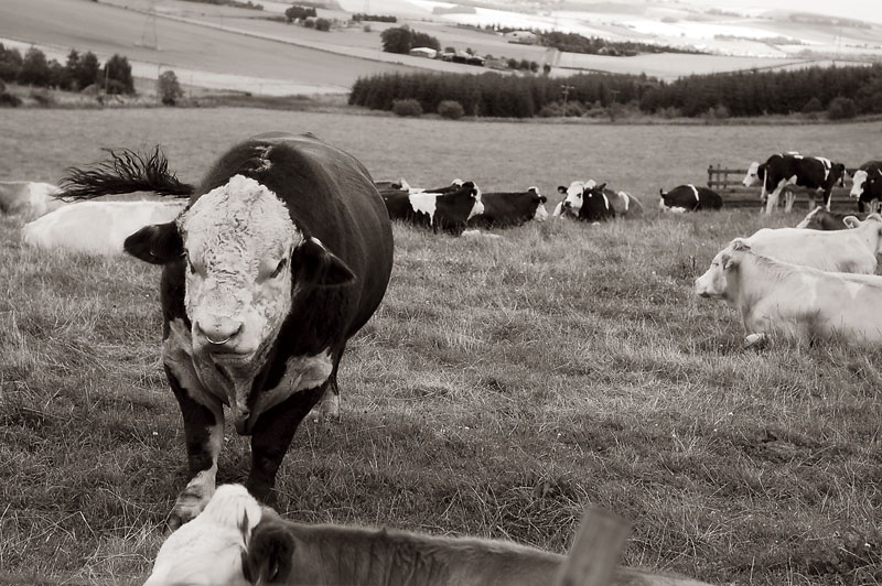 12th September 2009 <br> bull