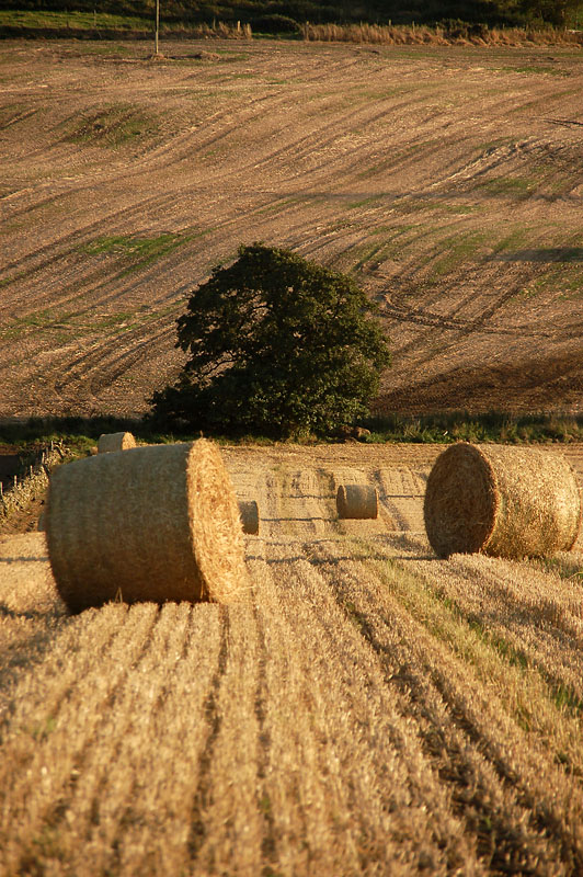 15th September 2009 <br> bales