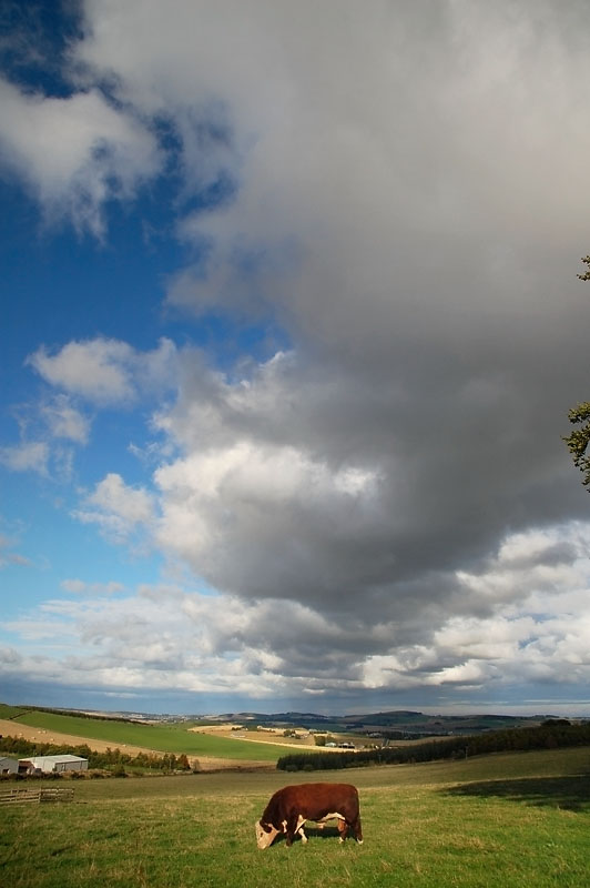 19th September 2009 <br> bull in the field