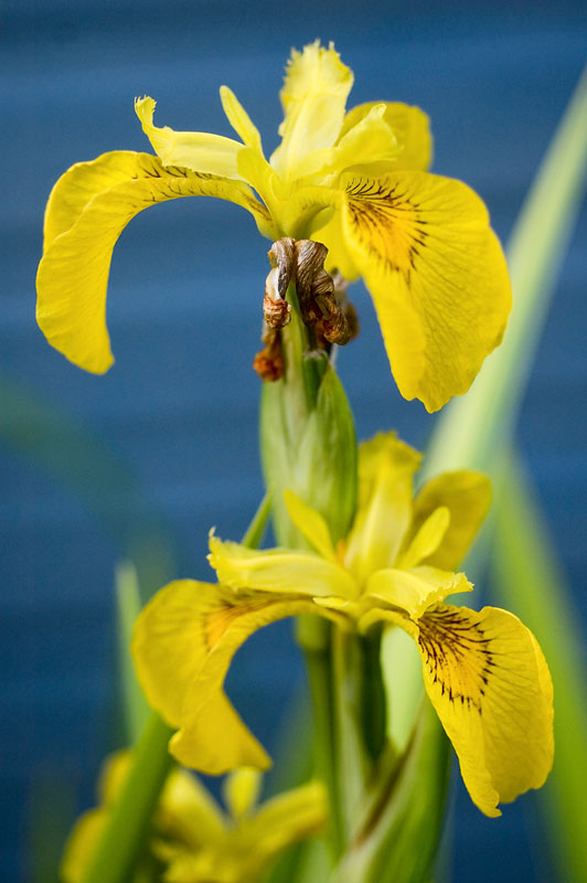 8th June 2011 <br> iris