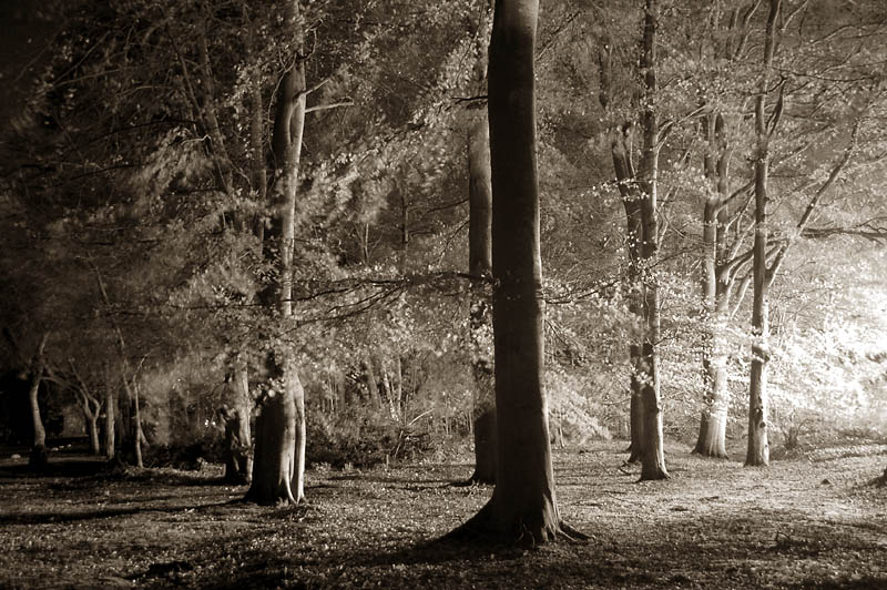 11th November 2007 <br> trees in the wind