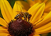SMALL Bee  FZ20  ps cs4 P1150901.jpg