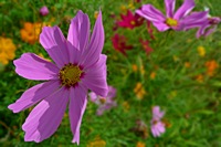 o3/83/73983/1/117335486.HlwTbvjR.SMALLLX3CROPPEDflowerpscs4P1050680.jpg