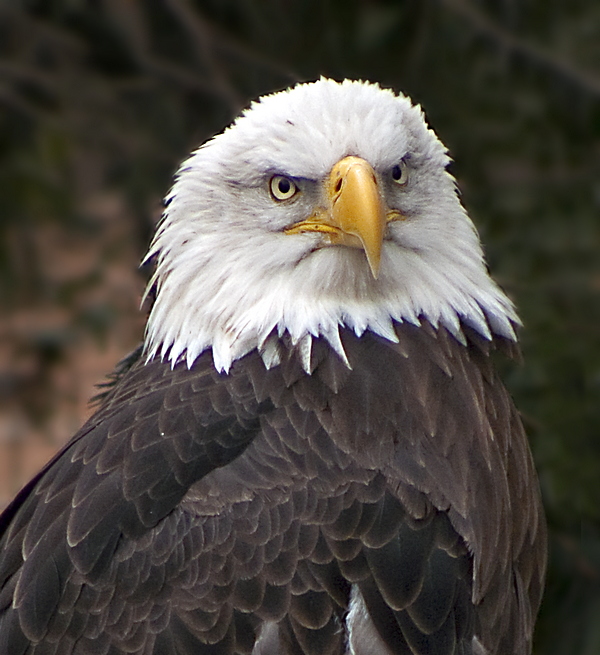 e Eagle 2 CROP   FZ8  RAW  ps cs4 P1030491.jpg
