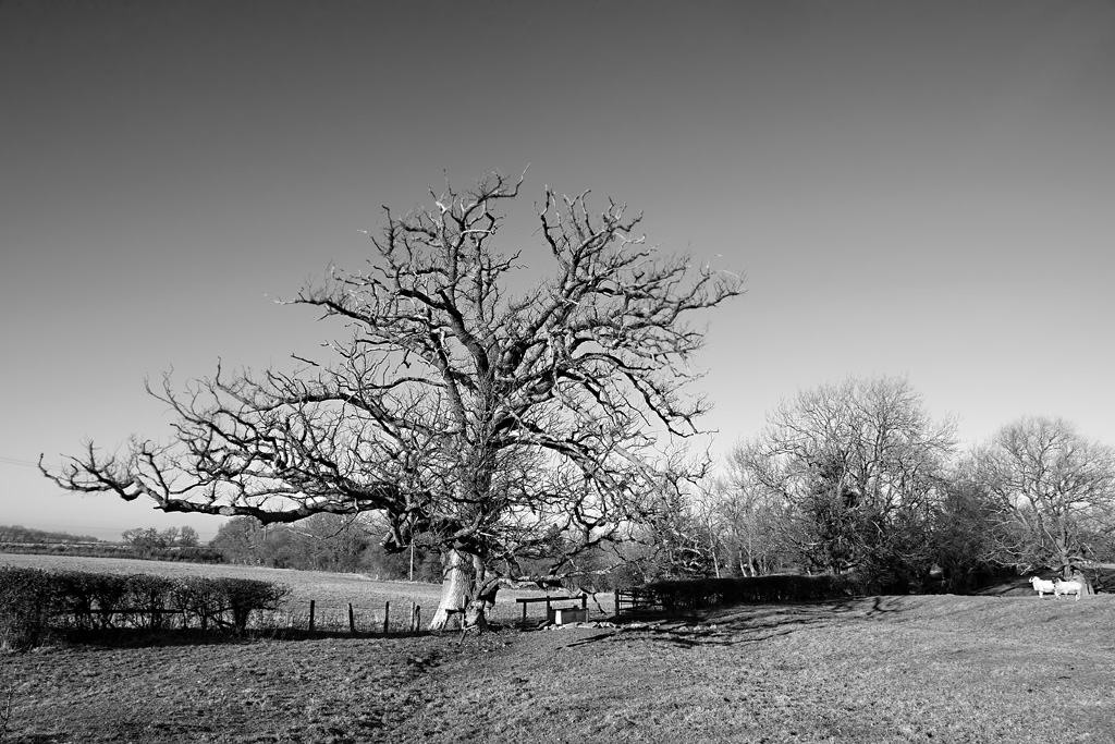 Winters Tree