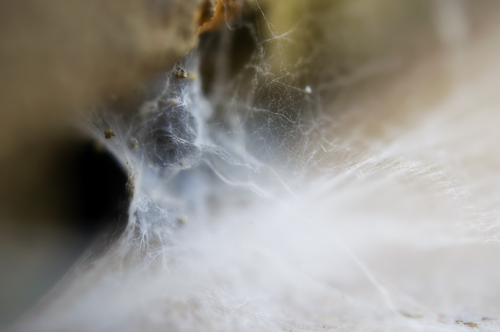 Incy-Wincy Spider