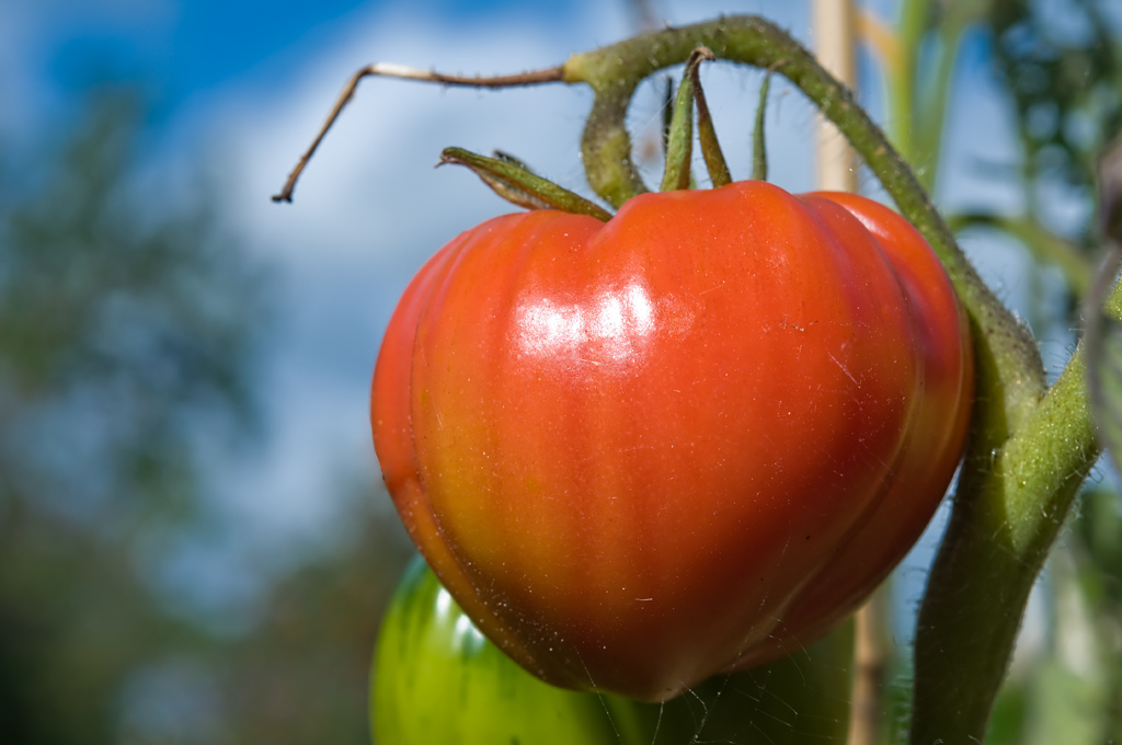 Sun-Ripened