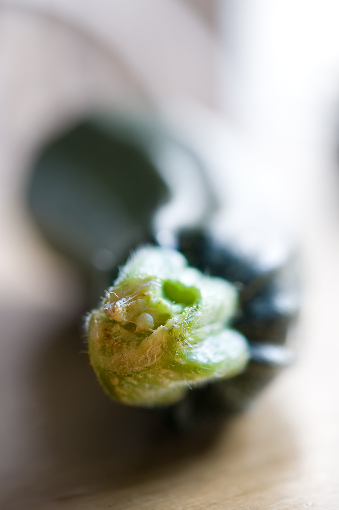 Courgette