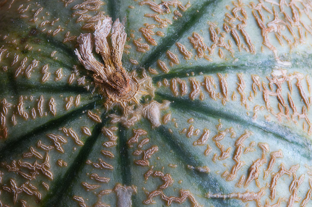 Melon