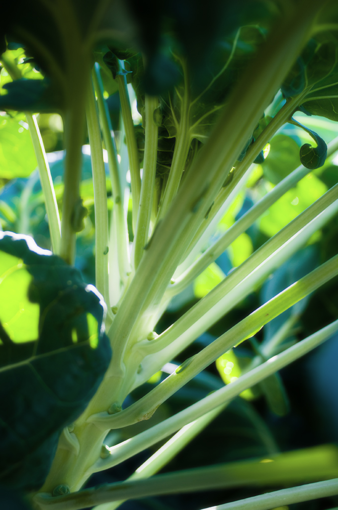 Sprout