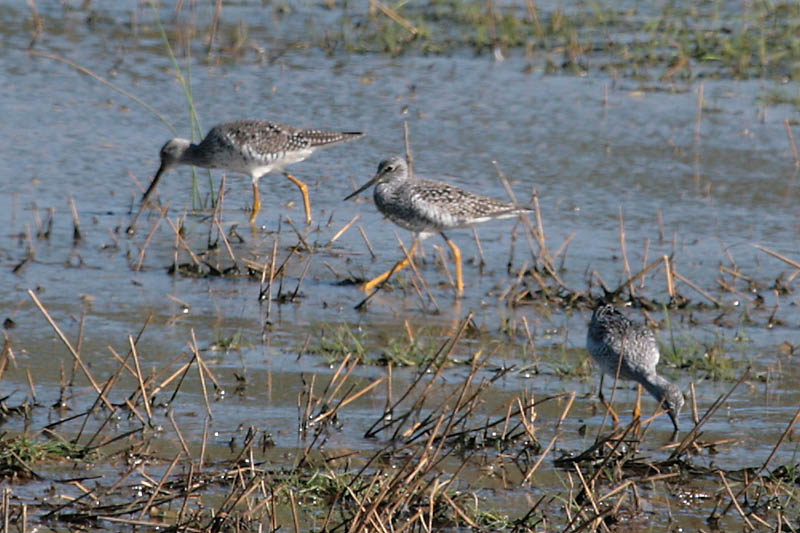 Yellowlegs_4220.jpg