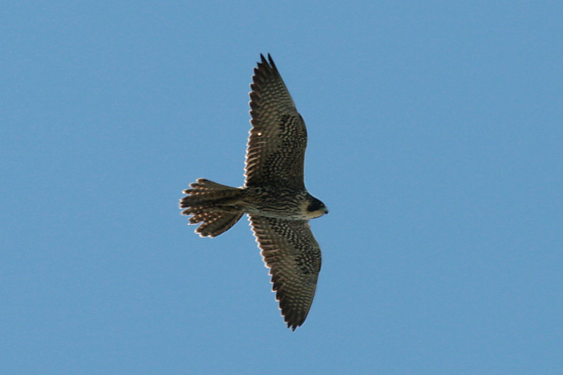 Peregrine Falcon