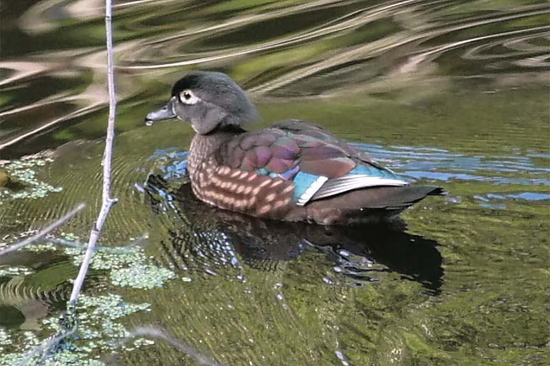 Female Wood Duck