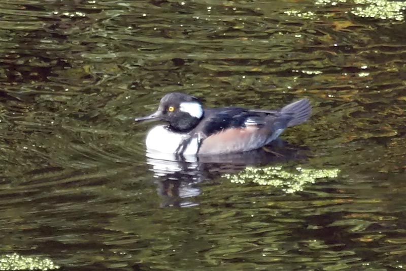 Hooded Merganser