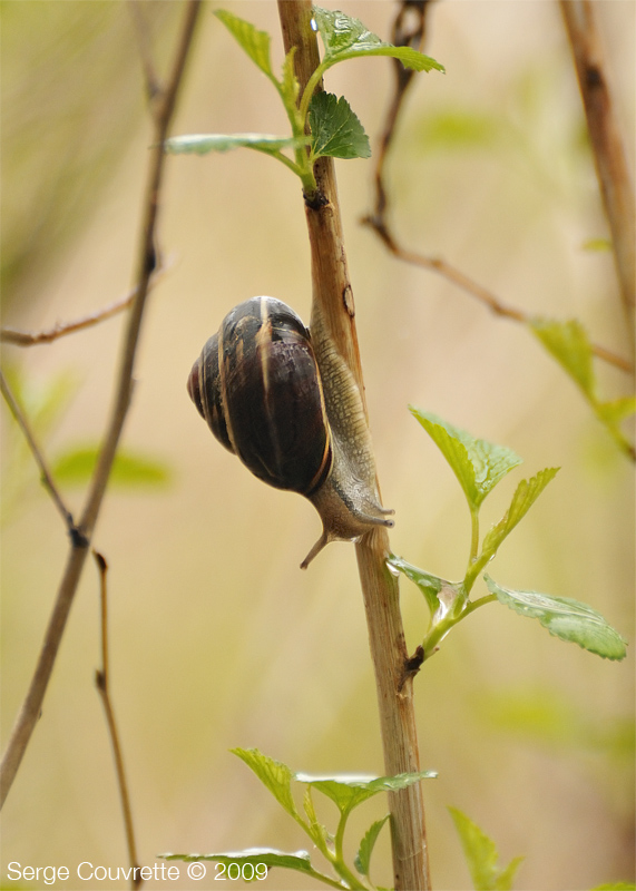 Escargot Commun Brun // Brown Garden Snail