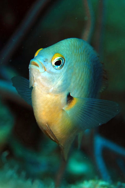 Damselfish