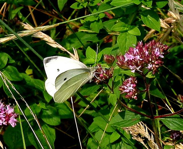 Cabbage White