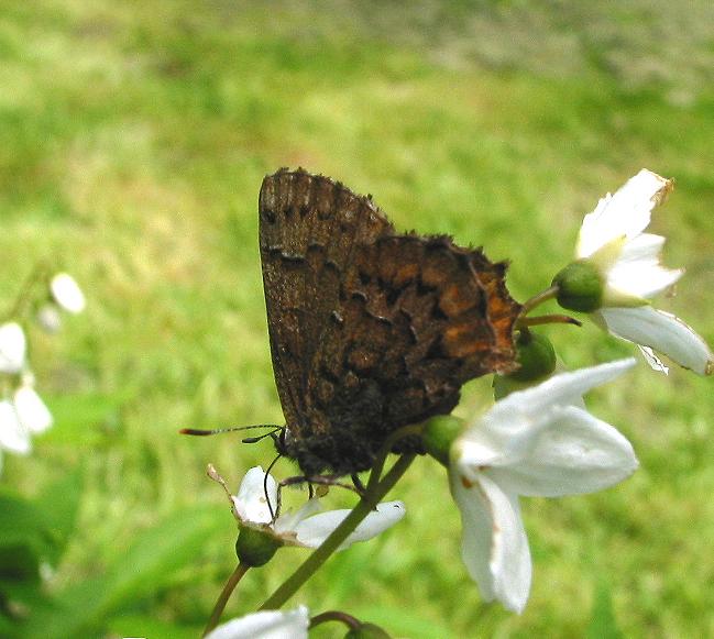 Eastern Pine Elfin