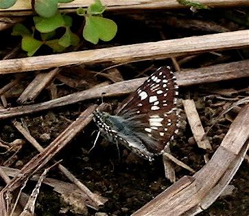 Common Checkered-Skipper