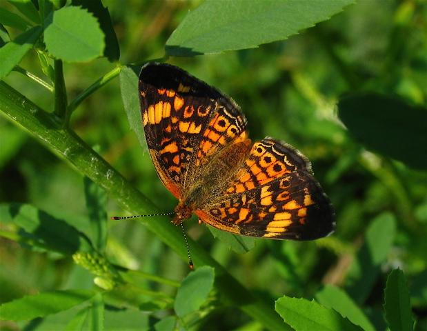 Pearl Crescent